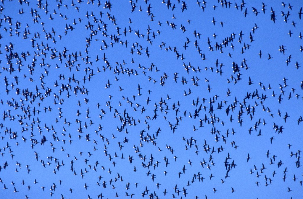 This image from 1999 shows a large flock of Black Brant overhead. Brant are no longer coming to Morro Bay in these numbers. 