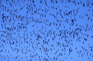 This image from 1999 shows a large flock of Black Brant overhead. Brant are no longer coming to Morro Bay in these numbers.