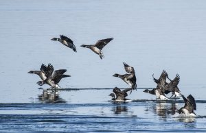 These Black Brant are landing in Morro Bay’s waters, seeking rest and food. Photograph courtesy of Marlin Harms.