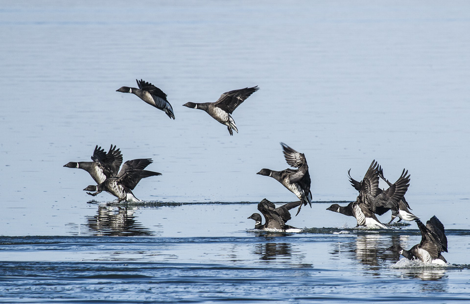 These Black Brant are landing in Morro Bay’s waters, seeking rest and food. Photograph courtesy of Marlin Harms.