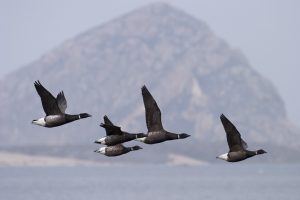 This group of Black Brant flies past Morro Rock. Photograph courtesy of Marlin Harms.