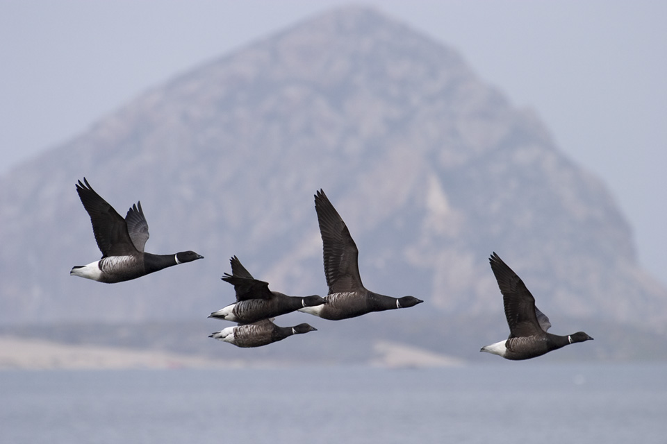 This group of Black Brant flies past Morro Rock. Photograph courtesy of Marlin Harms. 