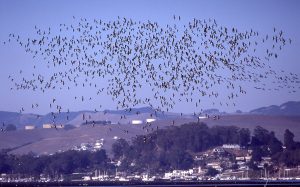 When large flocks of Brant took flight their combined vocalizations awed visitors and residents around Morro Bay. Photo from 2000.