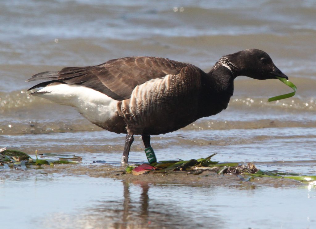 This Black Brant stands on a mudflat eating eelgrass. Look closely at its left leg to see its identification band. Photograph courtesy of Alan Schmierer.