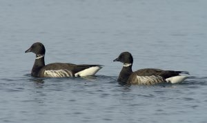 These two Black Brant geese are a bonded pair. Photograph courtesy of Dave Utterback.