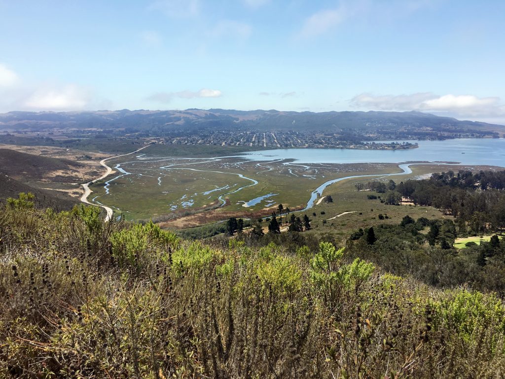 View of the Morro Bay estuary channels and bay from Black Hill. You can see various plant communities here. 