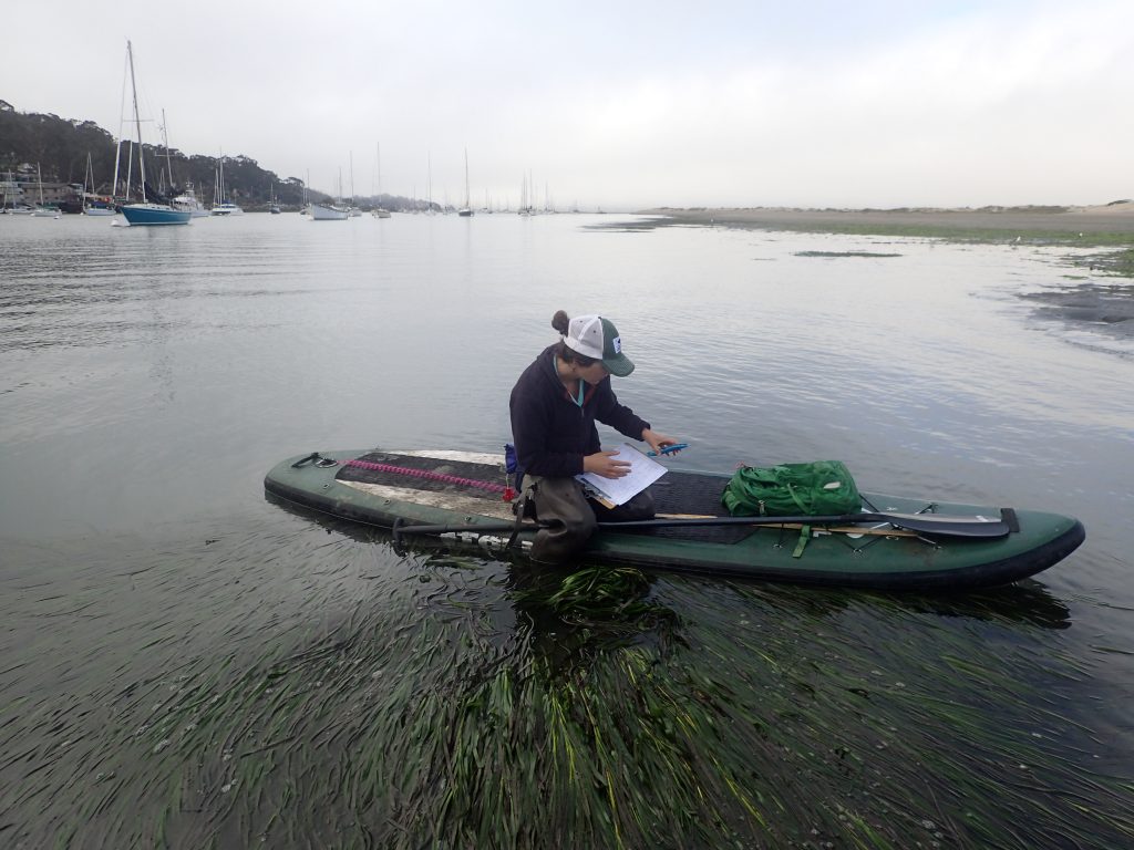 Monitoring Coordinator Karissa checks on eelgrass seeds from her floating desk.