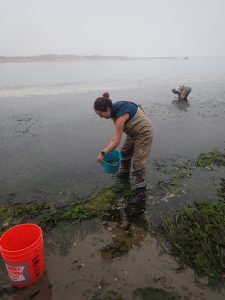 Staff and volunteers followed a detailed protocol to collect eelgrass from this bed at Coleman Beach during low tide.
