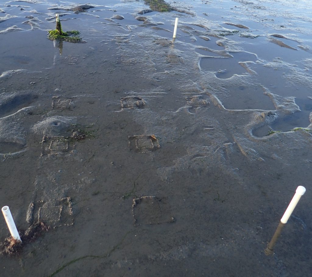 This photograph shows burlap seed bags staked in a plot on the bay floor. The seeds will germinate in the bags and grow through the loosely-woven fabric. This technique allows us to carefully place seeds where we think they will have the best chance to survive and thrive.