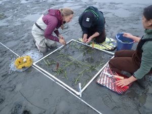 This photograph shows staff and volunteers, including Restoration Projects Manager Carolyn Geraghty (far left) transplanting eelgrass.