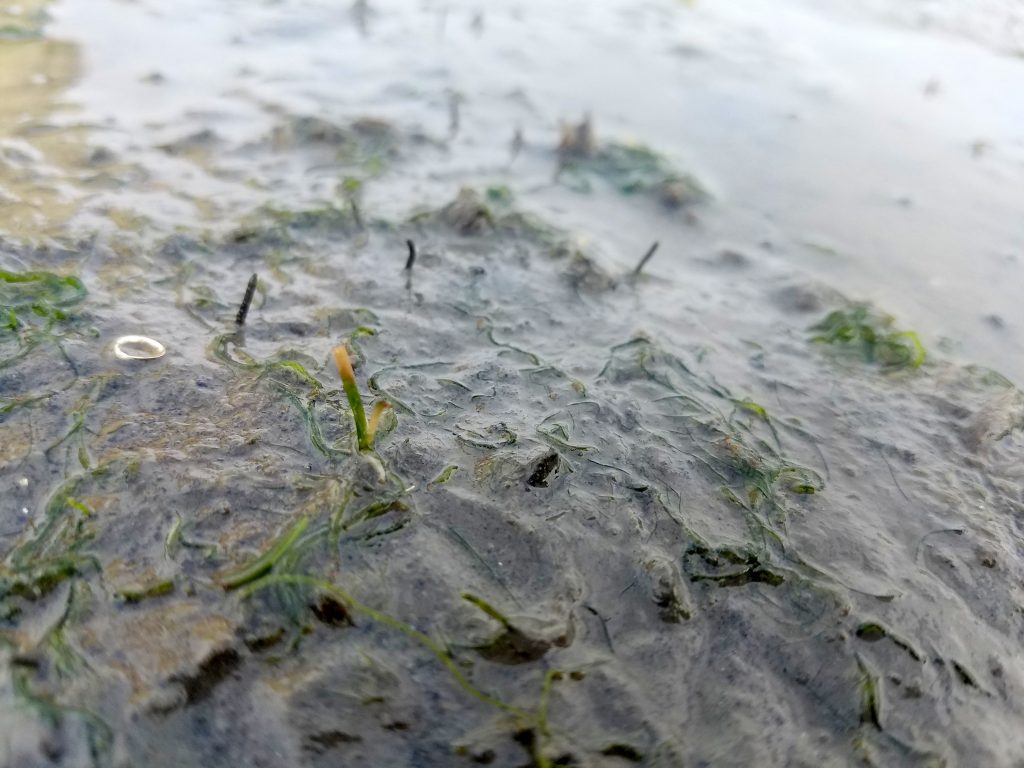 An eelgrass seedling in the center with some green algae growing alongside it. 