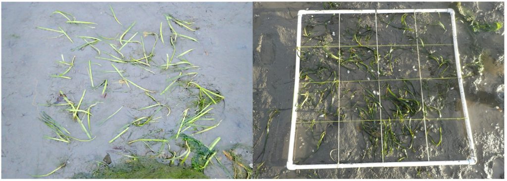 On the left is the eelgrass directly after we planted in in July. 72 rhizomes with about 123 shoots (E). On the left is that plot in January after 6 months with 59 shoots.