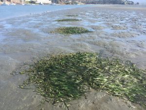 This photograph shows four of our plots from the March eelgrass planting effort.