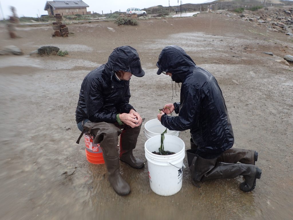 Ignore the blurry edges – we got rained on one day. Here, two of our volunteers work on separating out eelgrass to be planted in a plot.