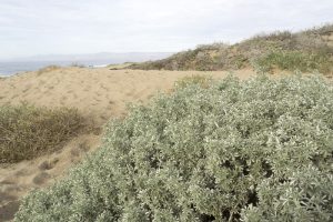 silver dune lupine