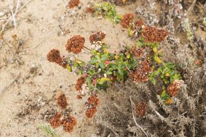 Coastal buckwheat