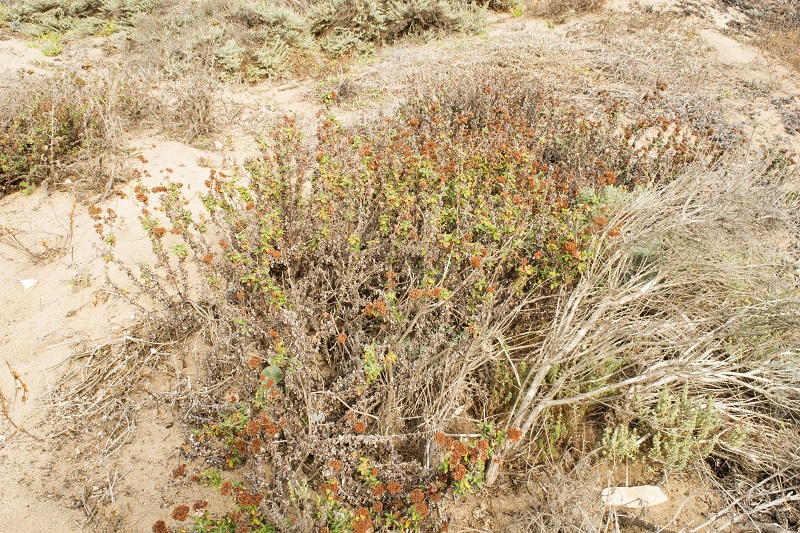 Coastal buckwheat