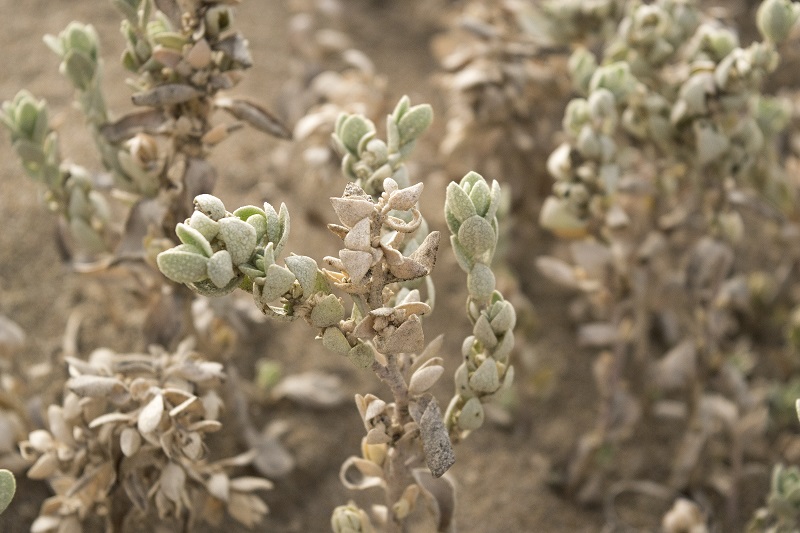 Beach saltbush (Atriplex leucophylla)