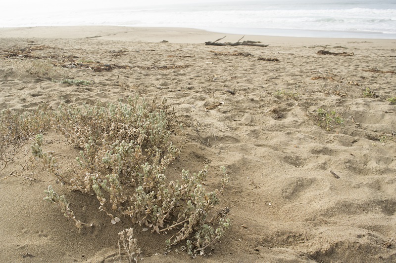 Beach saltbush (Atriplex leucophylla), photograph by Catie Michel.