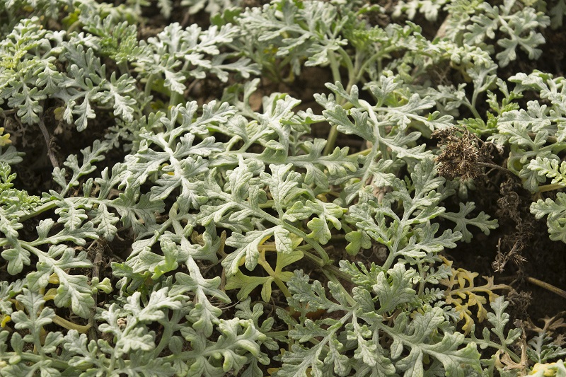 Beach bur (Ambrosia chamissonis)