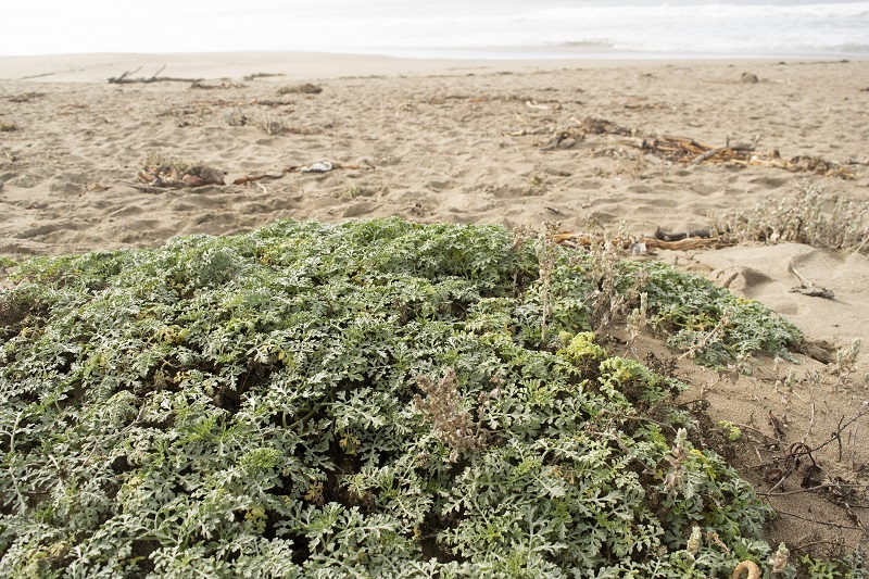 Beach bur (Ambrosia chamissonis)