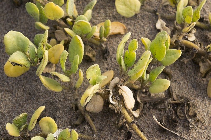 Sand verbena closeup