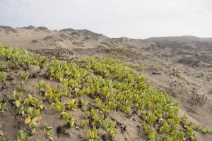 Sand verbena