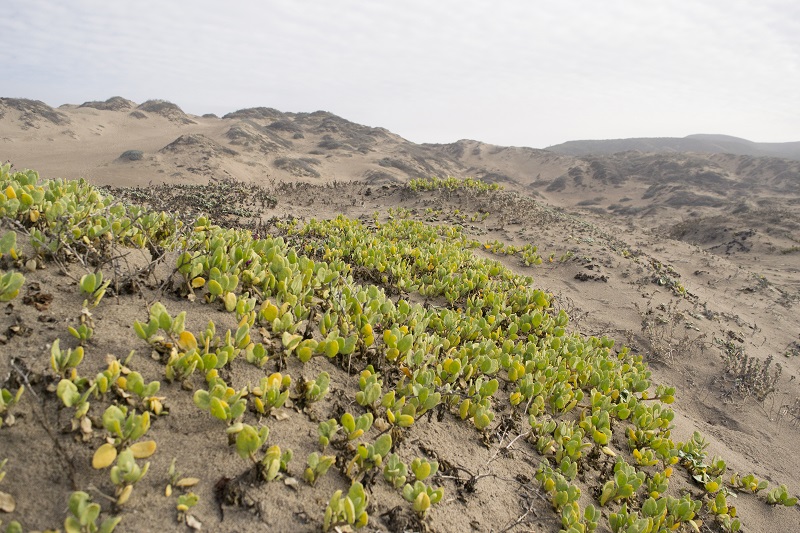 Sand verbena (Abronia maritima) seen in context on a dune.