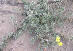 Beach evening primrose