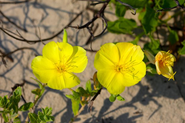 Beach evening primrose