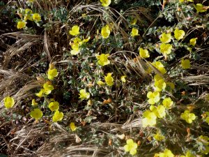 Beach evening primrose