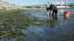 One of our longtime volunteers works on harvesting eelgrass blades near Target Rock. Thanks, Marc!