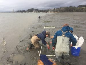 The transplanting crew works to plant the eelgrass before the tide comes back up and the rain starts again!