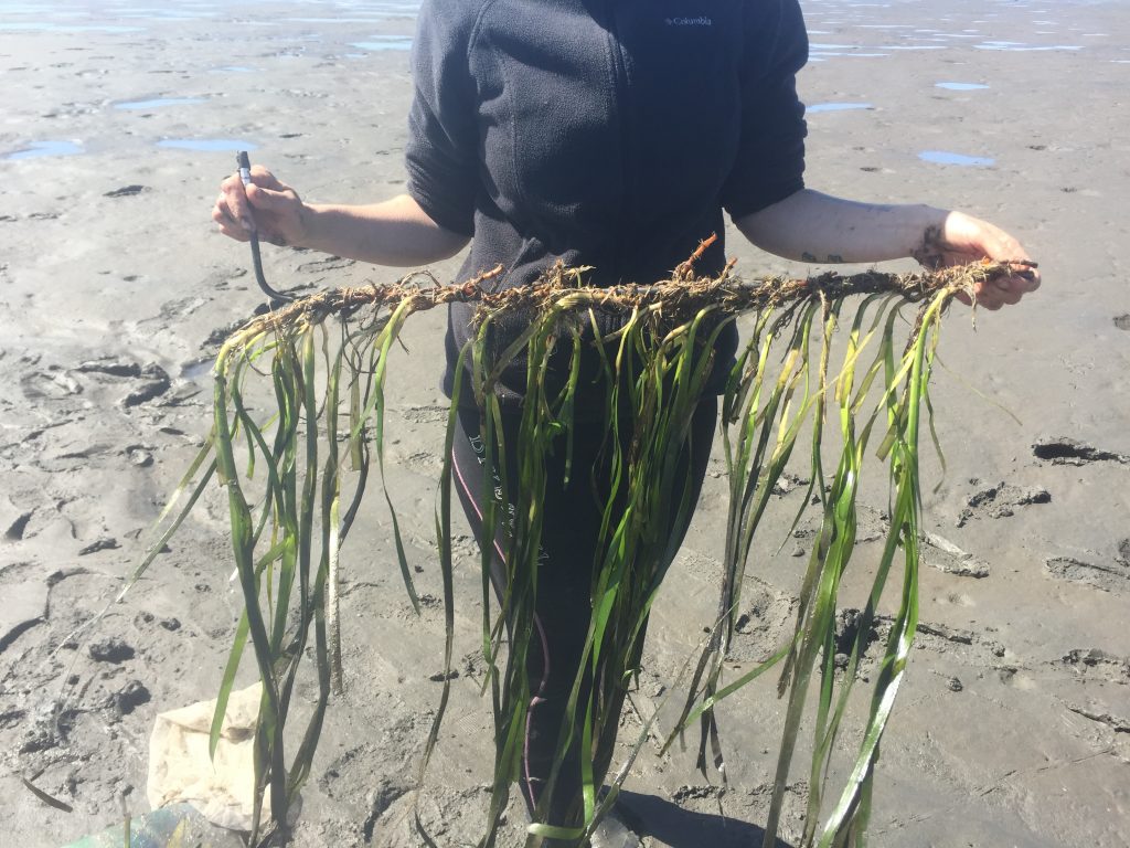 No, that’s not a grass skirt. That is 25 eelgrass rhizomes tied onto rebar, ready to be planted.