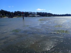 This photograph shows the existing forebay transplant site. Three of the plots planted last year are on the right side of the photo. Some of the plots planted this year are on the left of the photo, planted at three different depths.