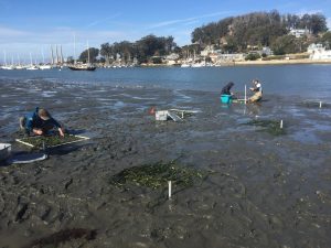 Volunteers work on planting eelgrass plots at three different depth gradients.