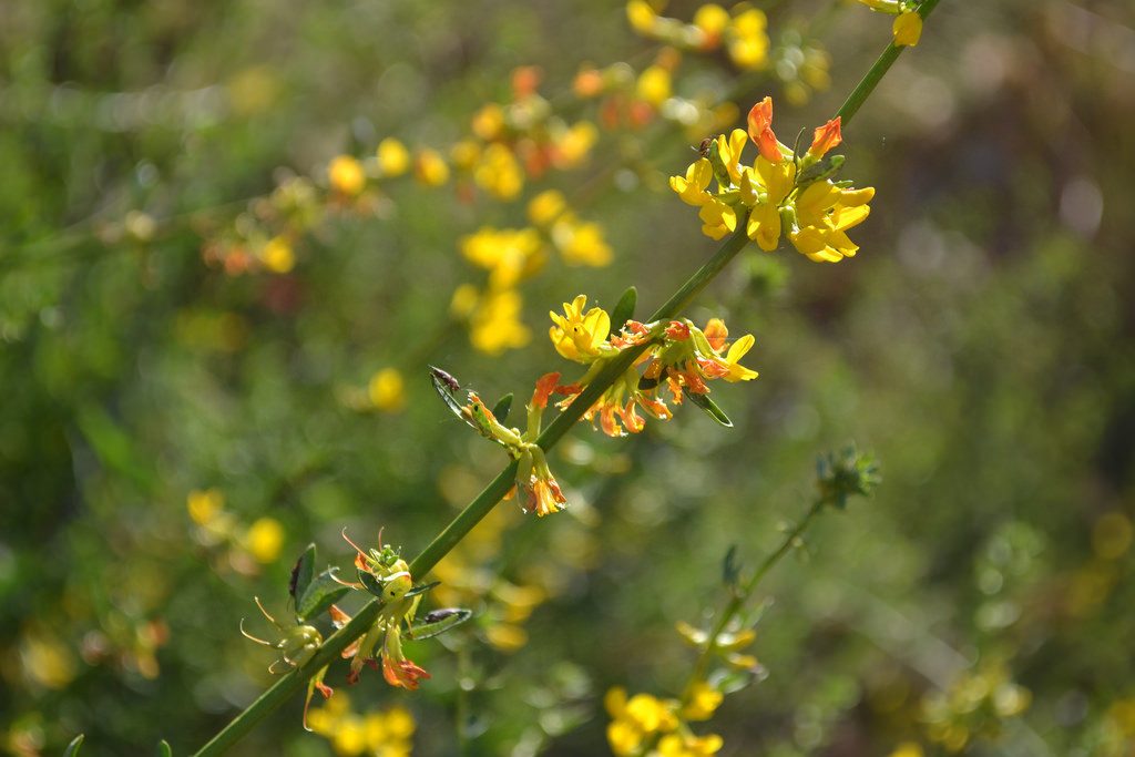 Photograph of deer weed. Yellow flowers with orange tips, long green step that crosses the photograph diagonally from bottom left to upper right.
