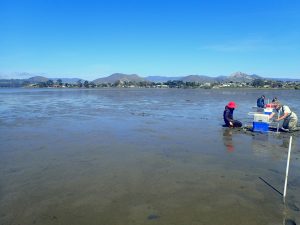 Despite this back bay site being extremely muddy, we have seen lots of new patches of eelgrass here in the last year, so we decided to try planting in this location as well.