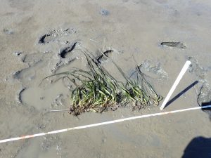 Once the rhizomes are tied to the rebar, the rebar is just placed into the sediment, which is fast and easy to do. Once the eelgrass is established, we will be able to go back and slide the rebar out.