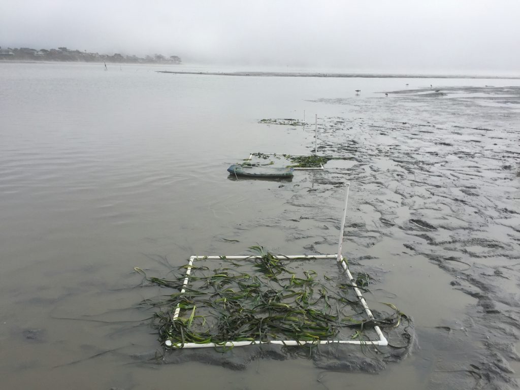 We finished planting just as the water started coming back up in the midbay. We use boogie boards help us from sinking too deep into the famous Morro Bay mud.