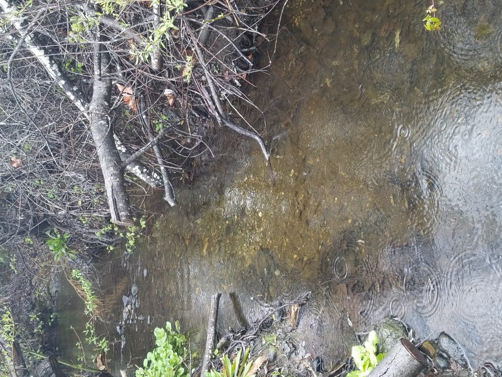 If you look in the center of the photo you’ll see a portion of the substrate (the material at the bottom of the stream) is cleaned out. That’s the redd.