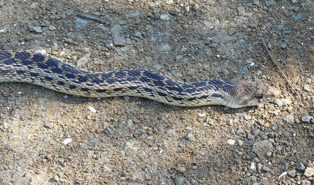 This Pacific gopher snake was spotted in the Morro Bay State Park marina area. Photograph courtesy of Joyce Corey via Flickr. 