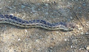 This Pacific gopher snake was spotted in the Morro Bay State Park marina area. Photograph courtesy of Joyce Corey via Flickr.