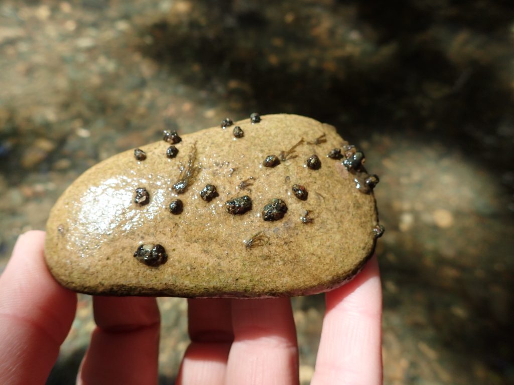 Many types of caddisflies build protective cases out of rocks and twigs. 