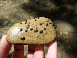 Many types of caddisflies build protective cases out of rocks and twigs.