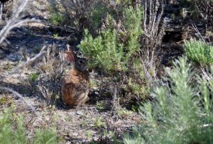 California brush rabbit