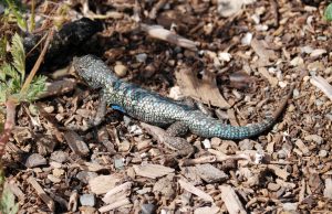 This western fence lizard, is easy to spot. This is a common problem for these lizards, which tend to sun themselves in open spaces. When a predator approaches, their first defense is to hide. If this fails, the western fence lizard may drop its tail in order to distract the predator and get away.