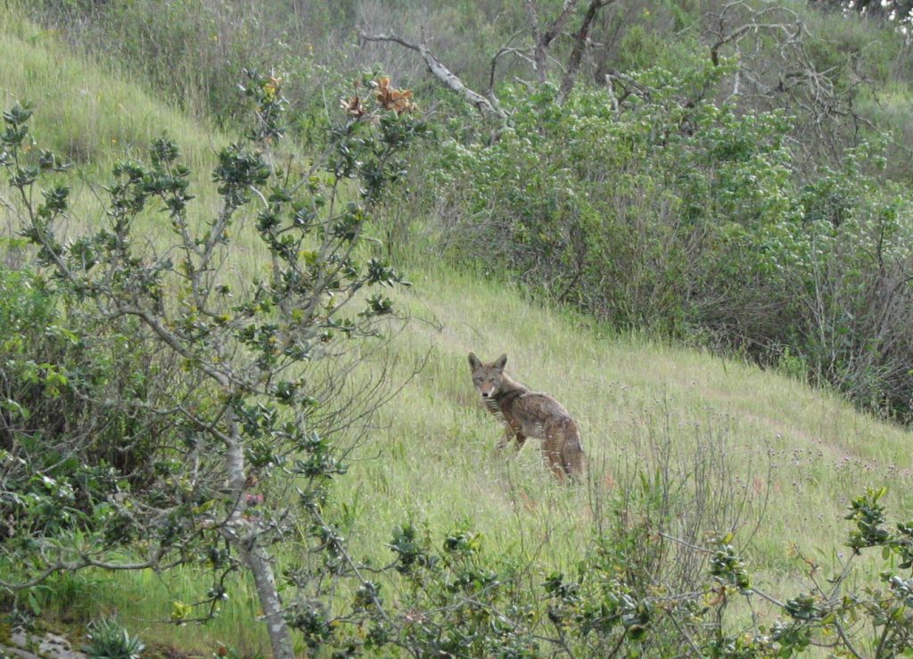 A coyote stands, alert, in a field at El Chorro Regional Park. 