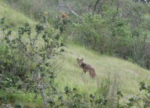 A coyote stands, alert, in a field at El Chorro Regional Park.