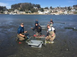 Angelica Kahler, Tessa Wolf, and Tim Scully assist the Estuary Program with eelgrass transplant.